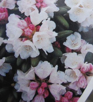 Preview: Rhododendron roxieanum var. oreonastes  - Tibetische Alpenrose - 25-30