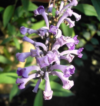 Buddleja lindleyana (125-150 cm) - Schmetterlingsstrauch