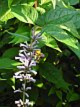 Buddleja lindleyana (125-150 cm) - Schmetterlingsstrauch