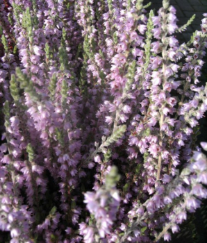 Calluna vulgaris Silver Knight - Sommerheide,-Besenheide - Knospenheide -  15-20