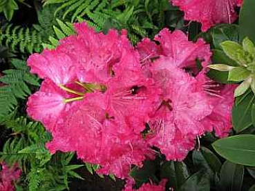 Preview: Rhododendron hybr. "Germania" 30-40