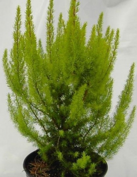 Erica arborea Albert`s Gold - Baumheide -  20-30