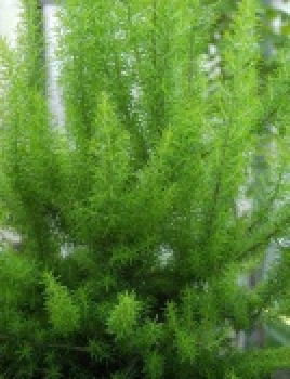 Erica arborea Alpina - Baumheide -  20-30