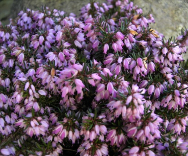 Erica carnea Memory  - Winterheide Memory - Schneeheide