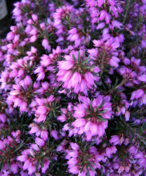 Erica carnea Myretoun Ruby - Winterheide Myretoun Ruby - Schneeheide