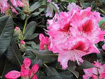 Preview: Rhododendron Hybride Holdrio 2
