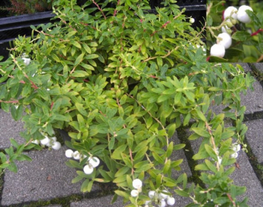 Gaultheria itoana - Taiwanesische Scheinbeere -  20-30