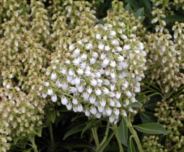 Pieris japonica Debutante  - Lavendelheide - Schattenglöckchen - 25-30