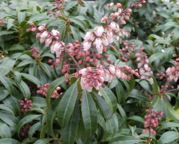 Pieris japonica Valley Rose - Lavendelheide - Schattenglöckchen -  25-30