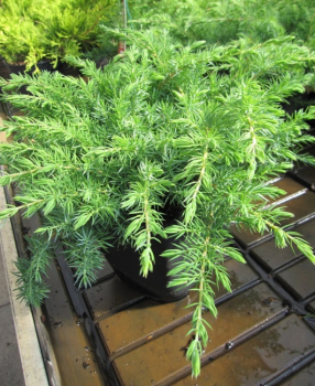 Juniperus conferta Slager - Kriechwacholder -  20-30