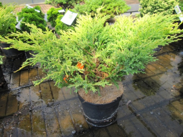 Juniperus horizontalis Lime Glow  - Gelber Kriechwacholder - 20-30