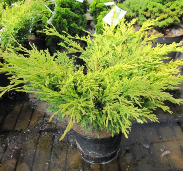 Juniperus horizontalis Lime Glow  - Gelber Kriechwacholder - 20-30