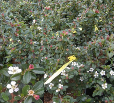 Teppichmispel Coral Beauty