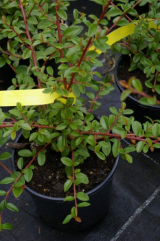 Preview: Teppichmispel Coral Beauty
