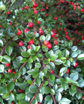 Cotoneaster horizontalis  - Fächermispel - Zwergmispel - sommergrün - 20-30 cm