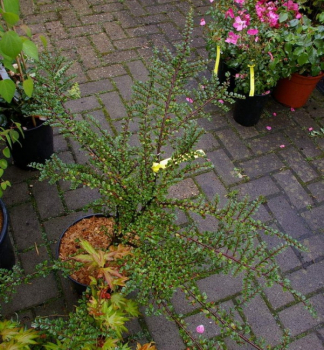 Preview: Cotoneaster horizontalis  - Fächermispel - Zwergmispel - sommergrün - 20-30 cm