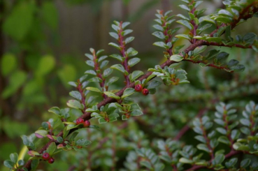 Preview: Cotoneaster horizontalis  - Fächermispel - Zwergmispel - sommergrün - 20-30 cm