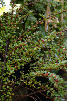 Preview: Cotoneaster horizontalis  - Fächermispel - Zwergmispel - sommergrün - 20-30 cm