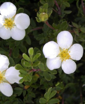 Potentilla fruticosa  Abbotswood - Fingerstrauch Abbotswood - Fünffingerstrauch -  20-30 cm
