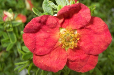Potentilla fruticosa Red Ace - Fingerstrauch Red Ace - Fünffingerstrauch - 20-30 cm