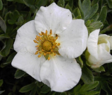 Potentilla fruticosa Tilford Cream - Fingerstrauch Tilford Cream - Fünffingerstrauch - 20-30cm