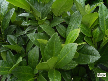 Prunus laurocerasus  Piri  - Zwerg-Lorbeerkirsche Piri -  30-40 cm
