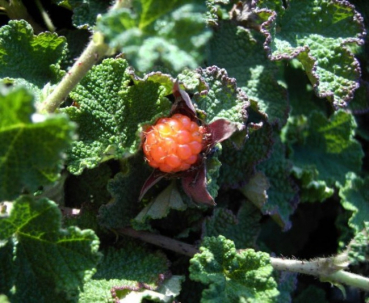 Rubus pentalobus  Emerald Carpet - Kriechhimbeere Emerald Carpet  - 25-30 cm
