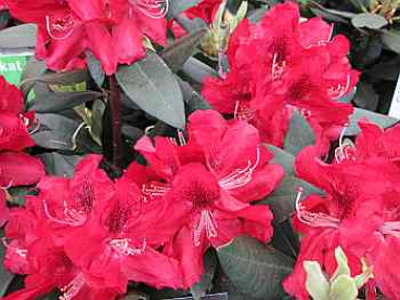 Preview: Großblumige Alpenrose Karl Naue - Rhododendron Hybride Karl Naue - 30-40