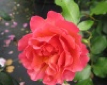 Preview: Beetrose Charleston (R) - Beetrose -