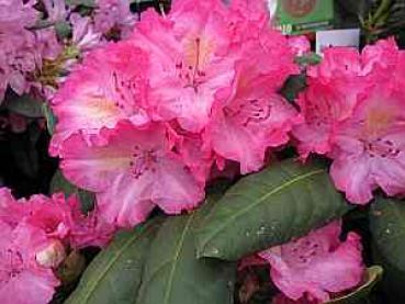 Preview: Großblumige Alpenrose Lambada - Rhododendron Hybride Lambada 30-40