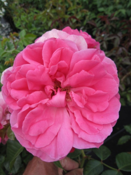 Beetrose Play Rose (R) - Beetrose -