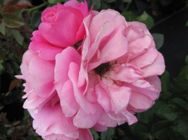 Beetrose Play Rose (R) - Beetrose -