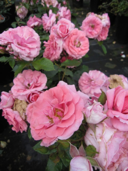 Beetrose Randilla Rose (R) - Beetrose rosa -