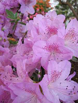 Preview: Japanische Azalee Ledikanense - Rhododendron obtusum Ledikanense - 20 - 25