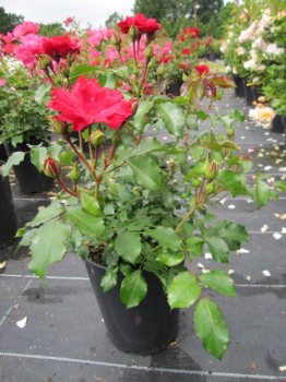 Preview: Beetrose Rotilia (R) - Beetrose -