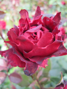 Beetrose Indian`s Ruffle (R) - Beetrose -