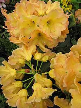 Rhododendron Hybride Macarena - Großblumige Alpenrose 30-40cm