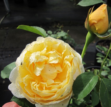 Englische Rose The Pilgrim (R) - Englische Rose -