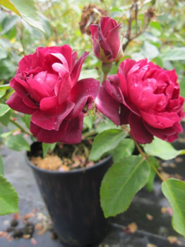 Englische Rose Cardinal Hume (R) - Englische Rose -