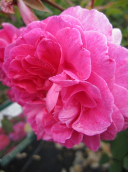 Englische Rose England's Rose