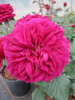 Preview: Englische Rose Fishermans Friend