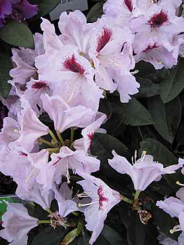 Preview: Rhododendron Hybride Maroon Sappho - Großblumige Alpenrose 30-40
