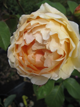 Englische Rose Jude the Obscure