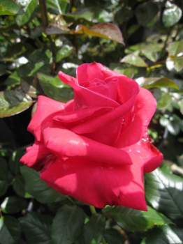 Preview: Edelrose Lady Mitchell® - Rosa Lady Mitchell® - rot - Duft++++ - Harkness-Rose