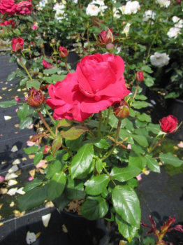 Preview: Edelrose Lady Mitchell® - Rosa Lady Mitchell® - rot - Duft++++ - Harkness-Rose