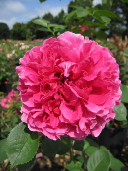 Englische Rose Lady of Megginch