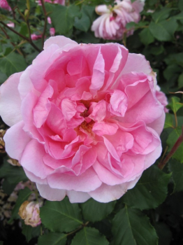 Englische Rose Maid Marion