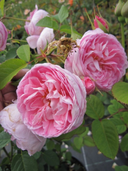 Preview: Englische Rose Queen Anne (R) - Englische Rose -