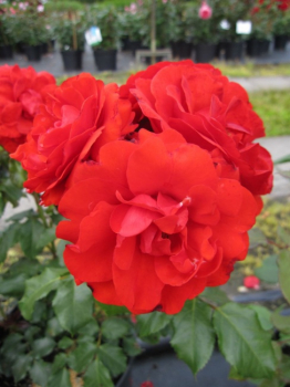Beetrose Remembrance® - Rosa Remembrance® - orange-rot -Duft+ -  Harkness-Rose