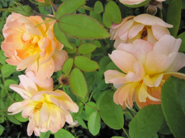 Englische Rose The Lark Ascending